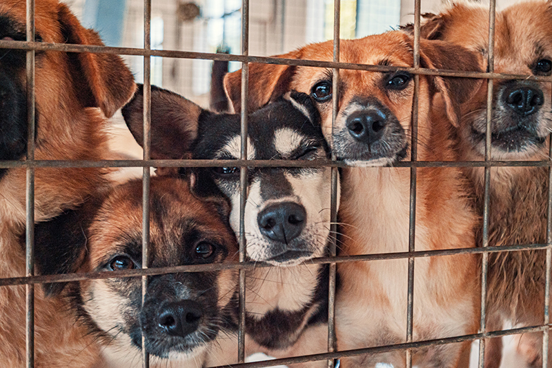 Image of five dogs of various breeds looking out with their noses through the bars of a cage. Shelter Pets Rescue Fund