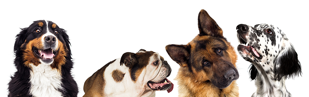 Image of four dogs of various breeds in a horizontal row. Shelter Pets Rescue Fund